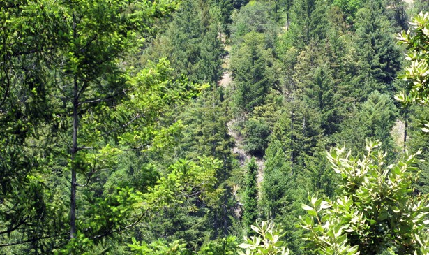 A sea of green overlooking a forest