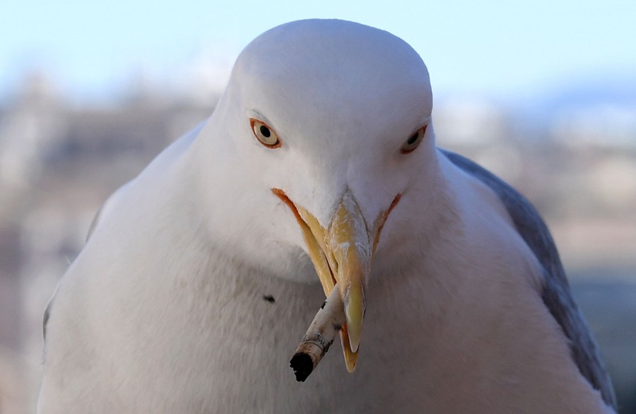 A seagull holds a cigarette in its beak near the Roman Forum on March 11, 2...