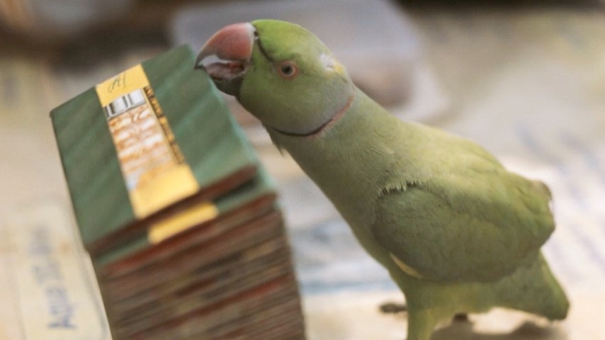 In India, Trained Parakeets Will Tell Your Future