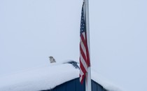 A white raven sitting on a snow-covered roof next to an American flag in Anchorage, Alaska
