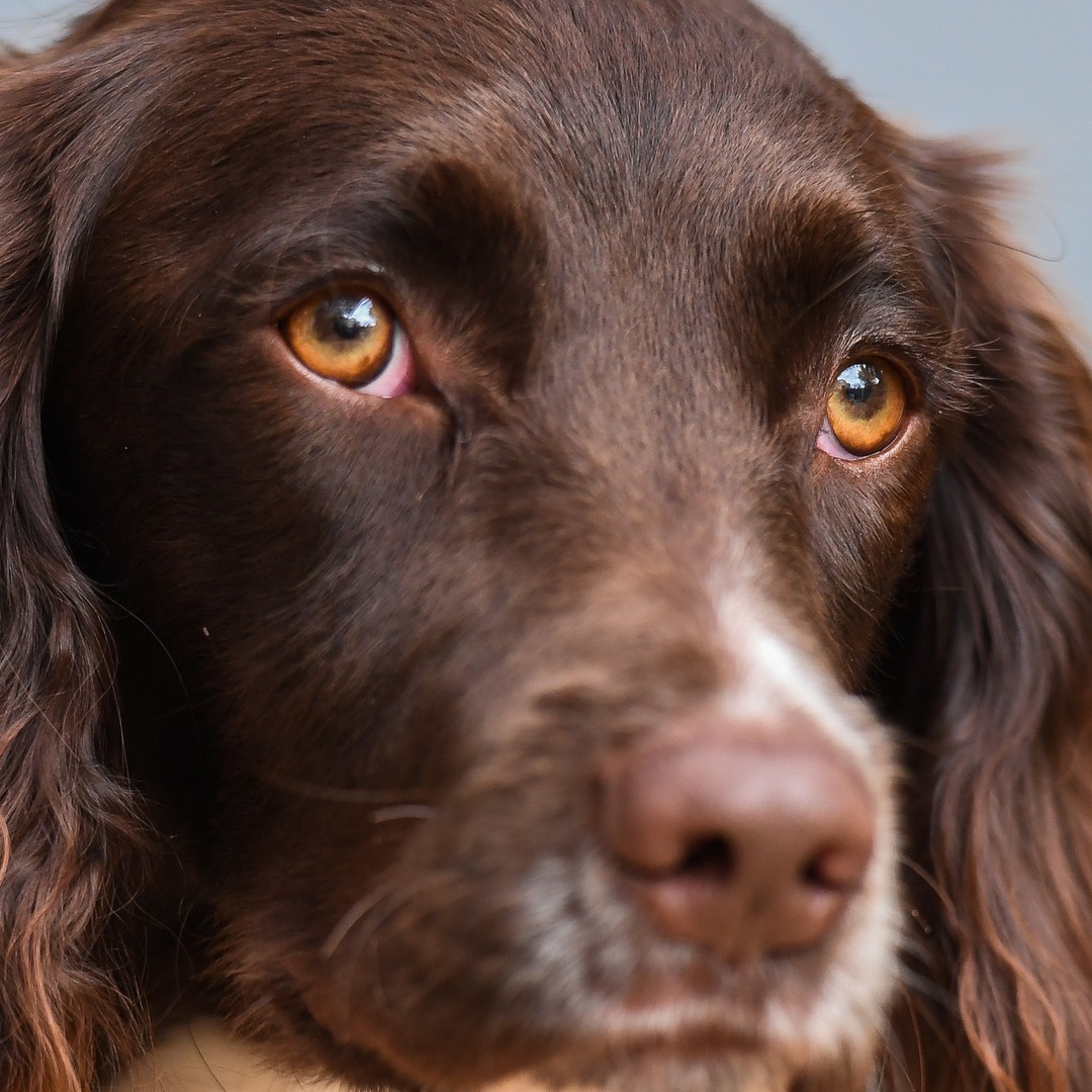 Why Do Dogs Look So Sad The Atlantic