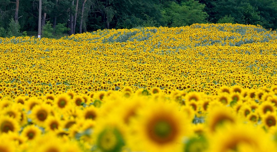 A field of sunflowers
