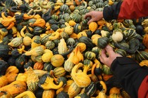 Hands paw through a giant pile of decorative gourds