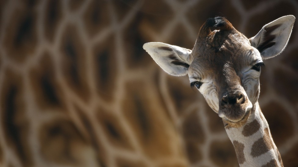 Giraffes Edge Closer to Extinction The Atlantic