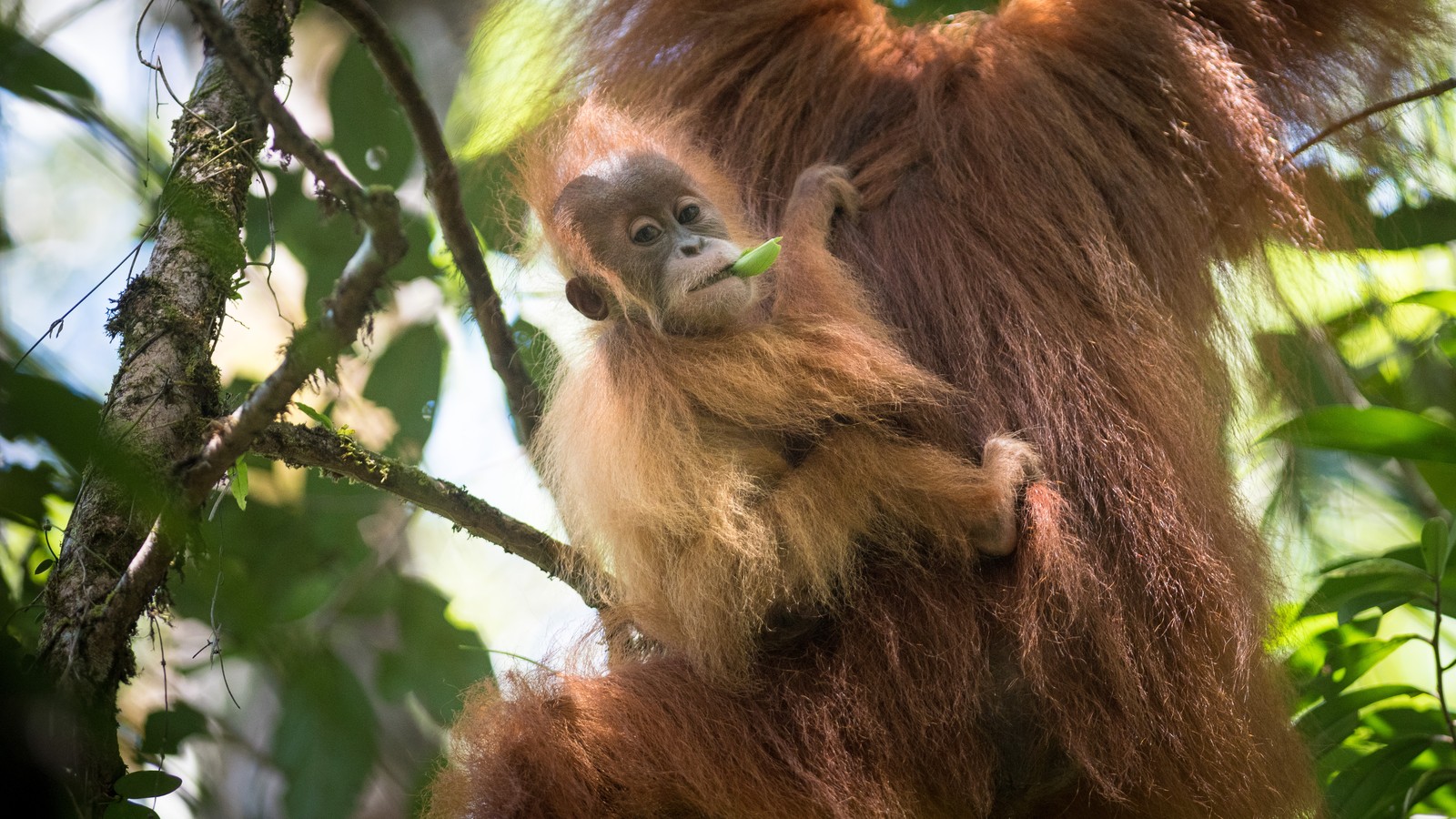 sumatra orangutan vs bornean orangutan