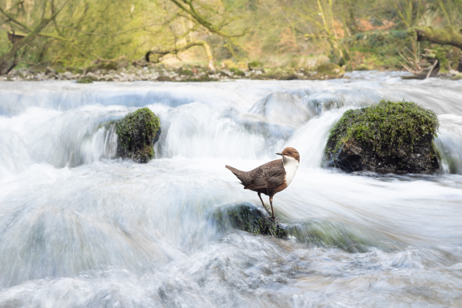 A bird perches on a rock in the middle of a rushing stream.
