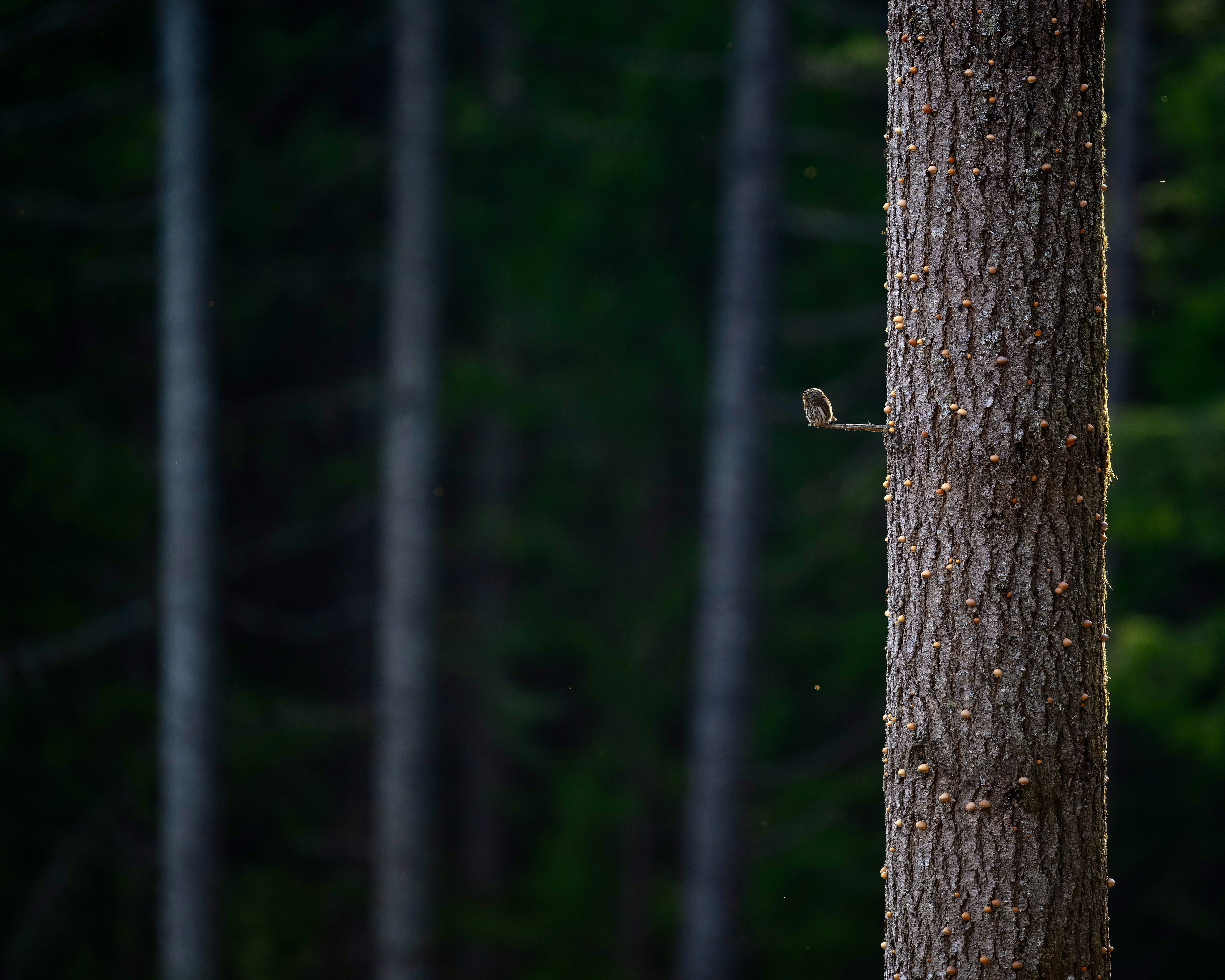 A very small owl perches on a tiny branch, close to a large tree trunk, in a forest.