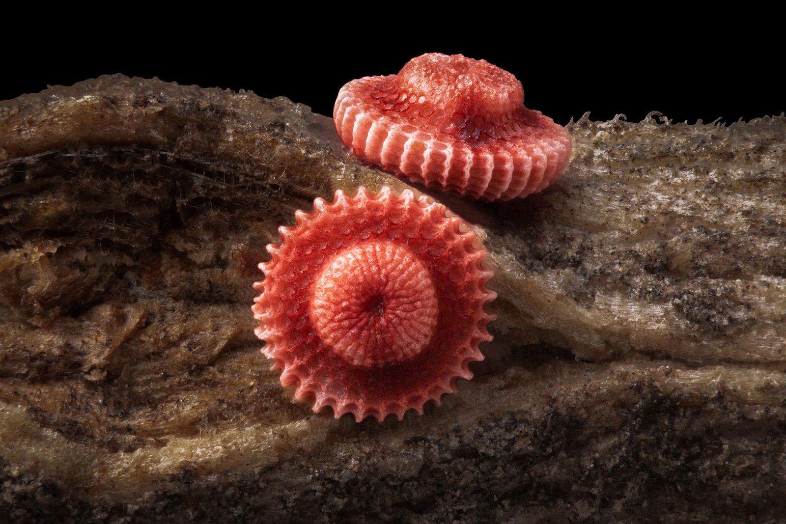 A microscopic view of two butterfly eggs, looking like tiny red hats
