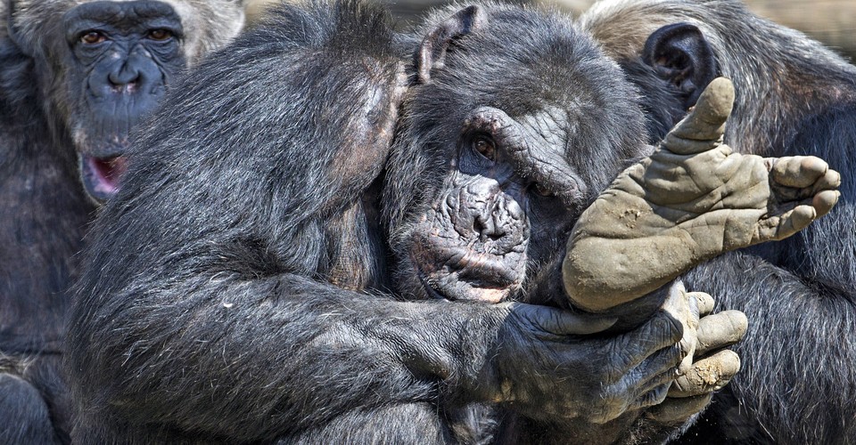 A Strange Type of Anthrax Is Killing Chimpanzees - The Atlantic