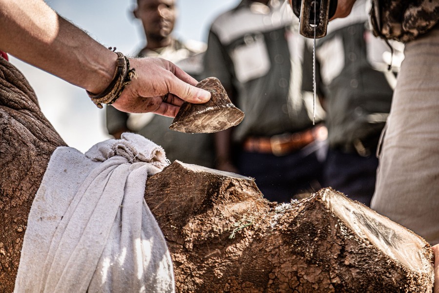 Several people stand around a rhino on the ground, one holds a saw, another holds a small piece of horn that has just been cut from the rhino's head.