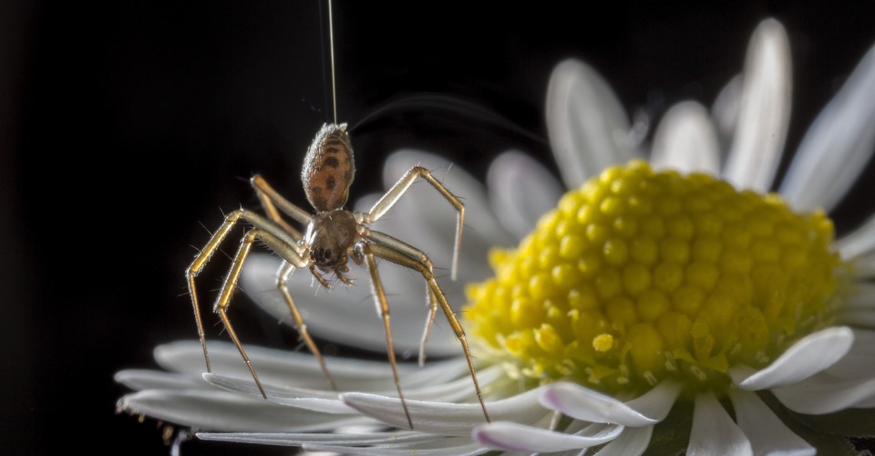 Spiders Use Earth S Electric Field To Fly Hundreds Of Miles The Atlantic