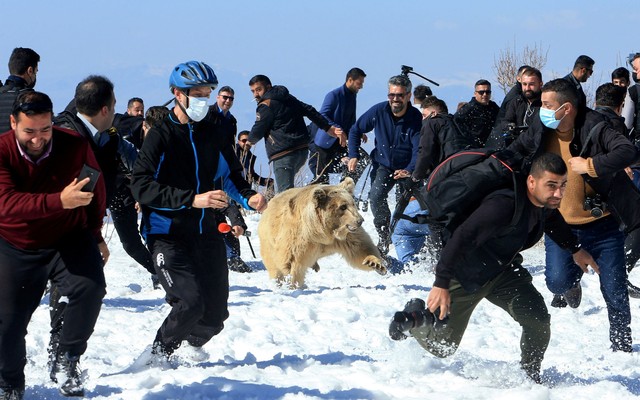 Two dozen men run in snow as a large bear moves among them.