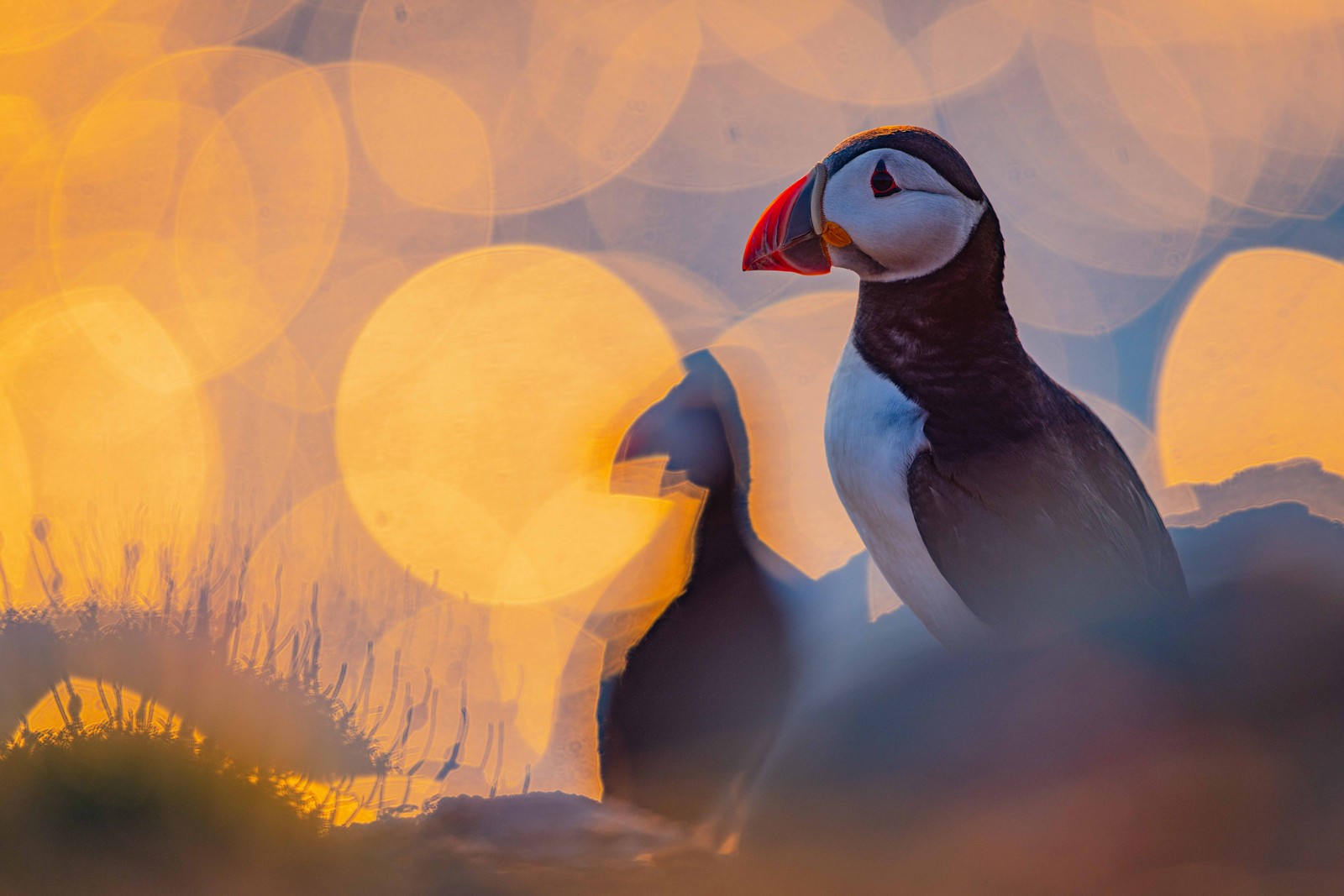 A puffin rests on a bluff, backdropped by out-of-focus reflections of sunlight on the distant ocean.