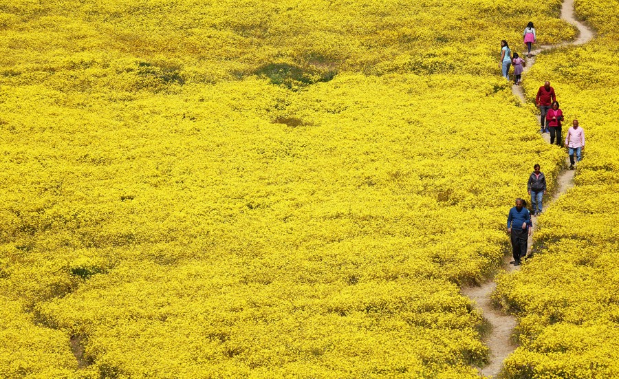 People walk on a path amid wildflowers.