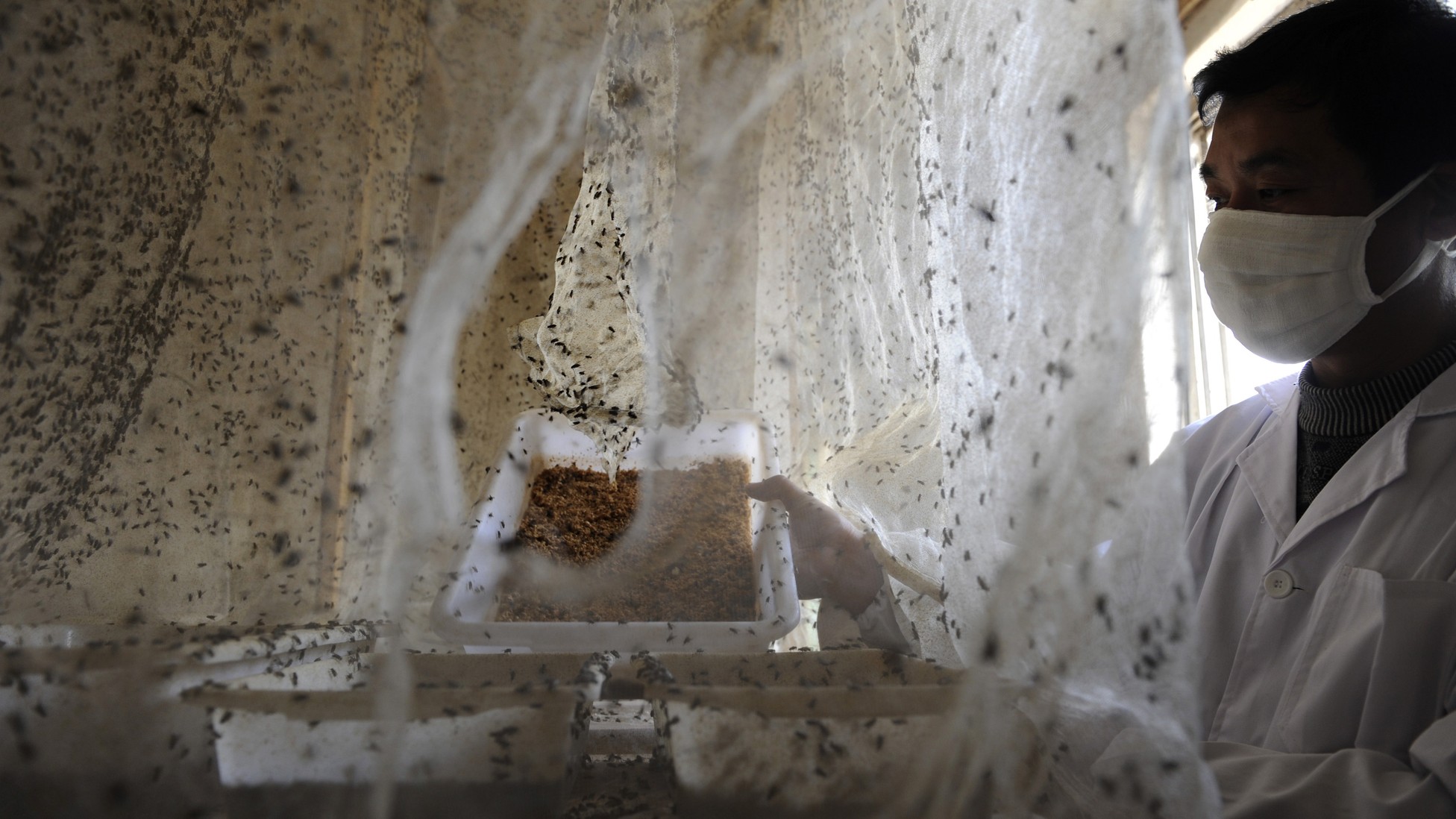 The Medical Uses of Maggots The Atlantic