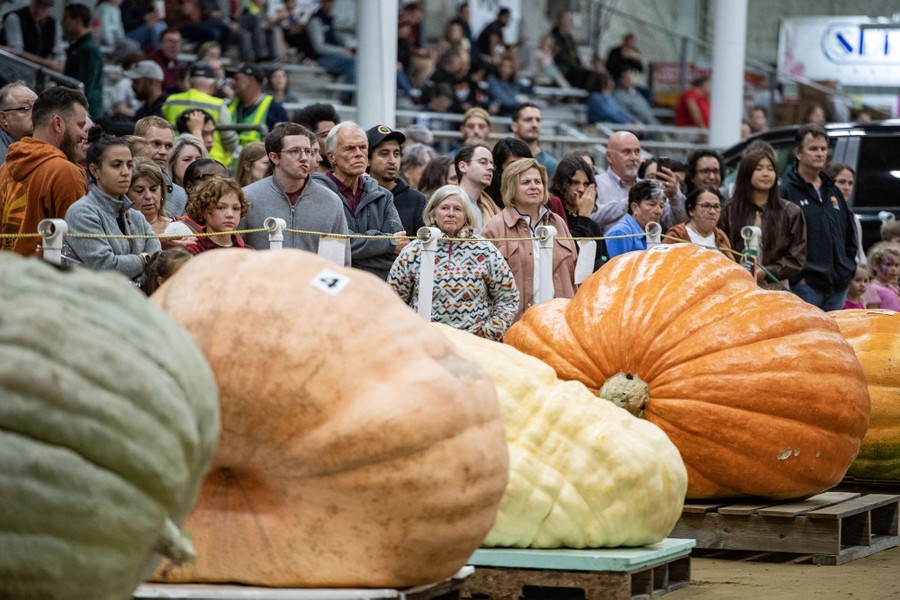People stand behind a line of giant pumpkins at a fair.