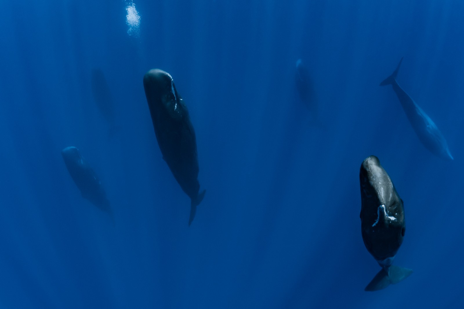 An underwater view, looking down toward a pod of sperm whales that are resting in vertical positions.