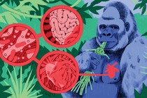 An illustration of a silverback gorilla eating green stems, with a red circle over the left side of his chest, against a background of green jungle plants and images of a heart, intestines, and cells
