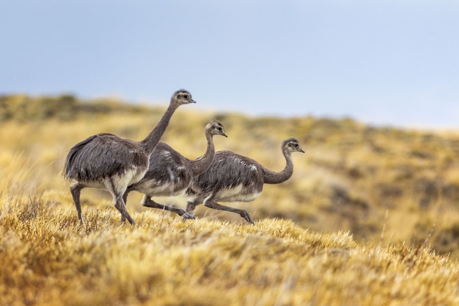 Several rheas (small ostrichlike birds) walk along a hillside.