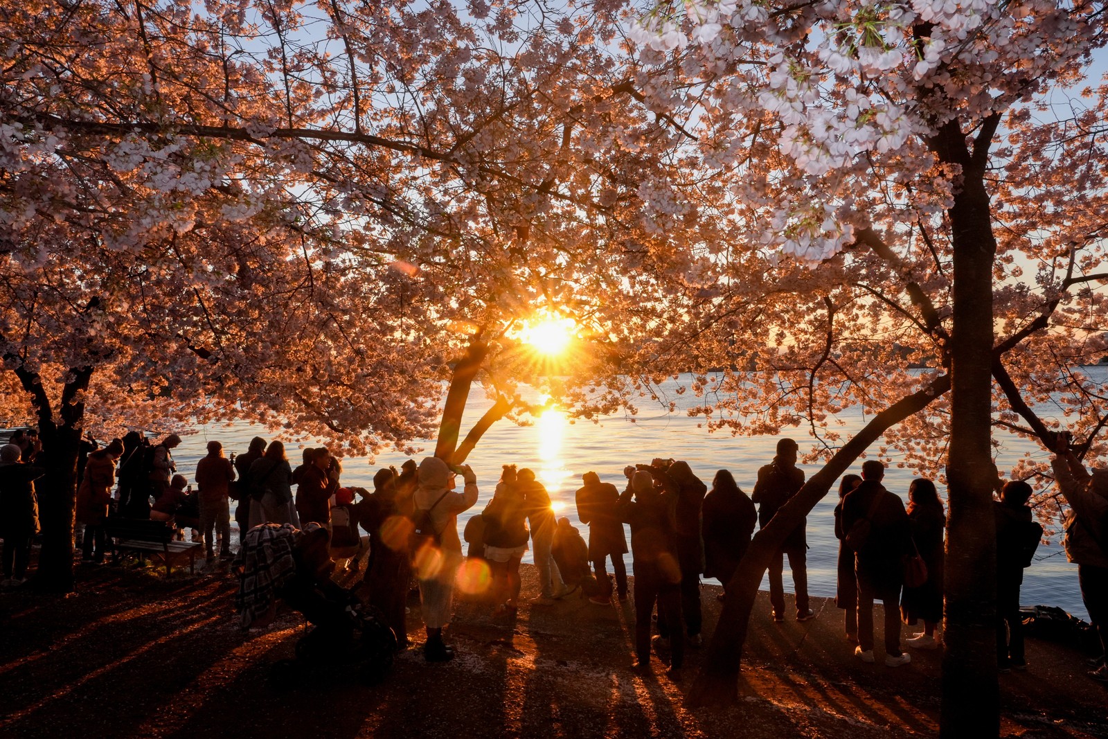 People watch the sun rise among cherry- blossom trees.