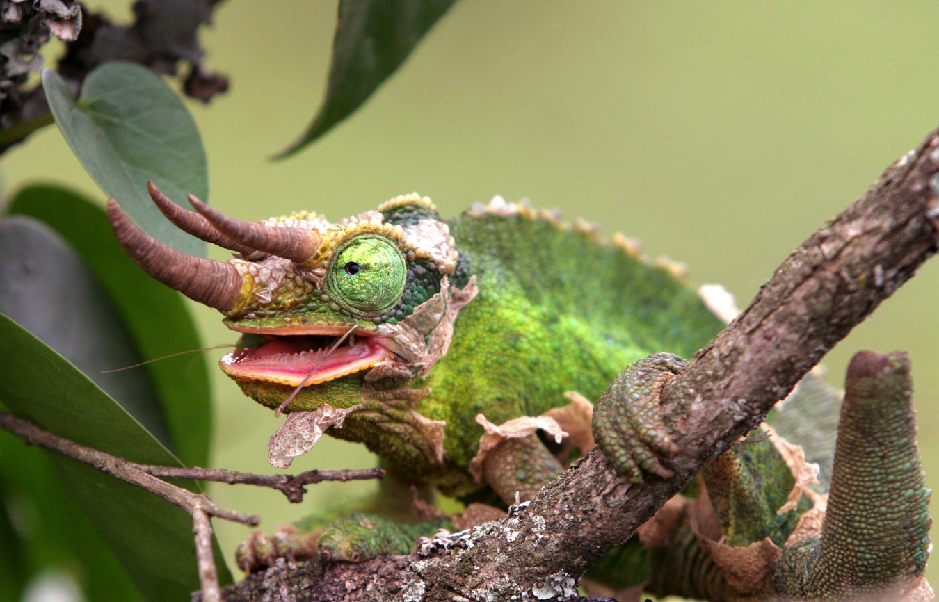 The First Rule of Chameleon Fight Club Is Learn to Change Colors - The