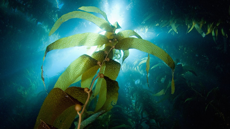 Seaweed shot from below, with light streaming in from the top of the ocean