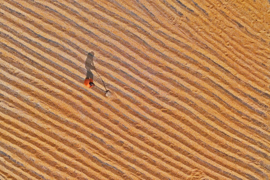 An aerial view of a single person using a shovel to move rows of corn that have been laid out to dry
