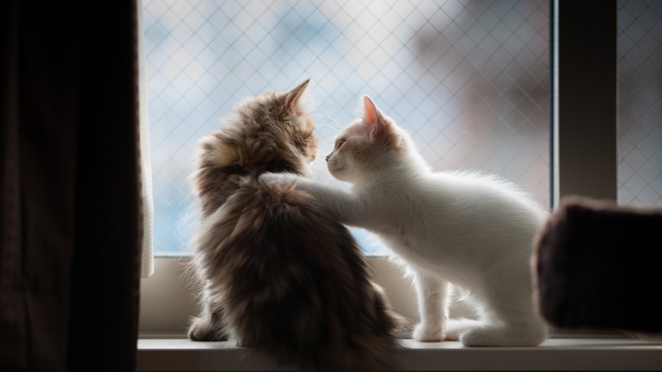 A kitten places a paw comfortingly on another kitten's back.