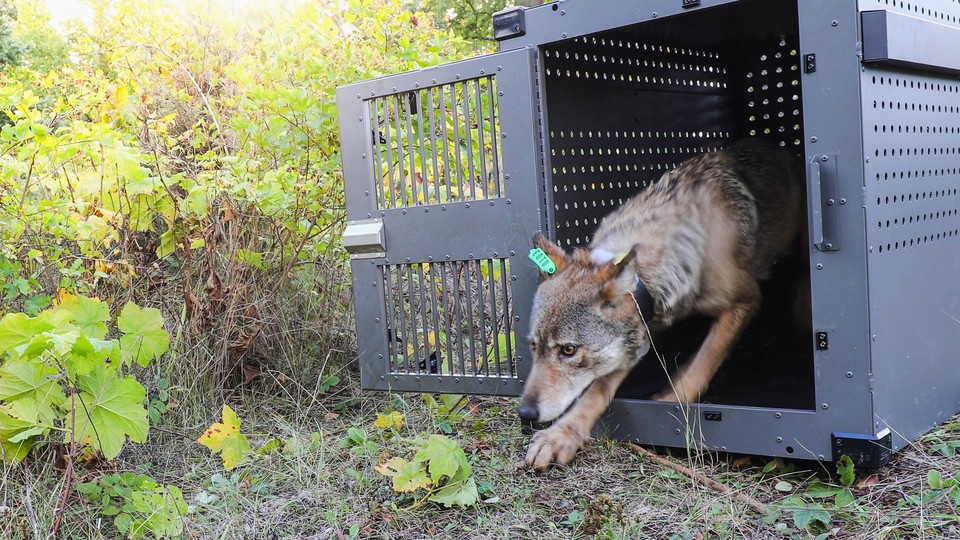 A wolf steps out of a metal crate on Isle Royale in 2018