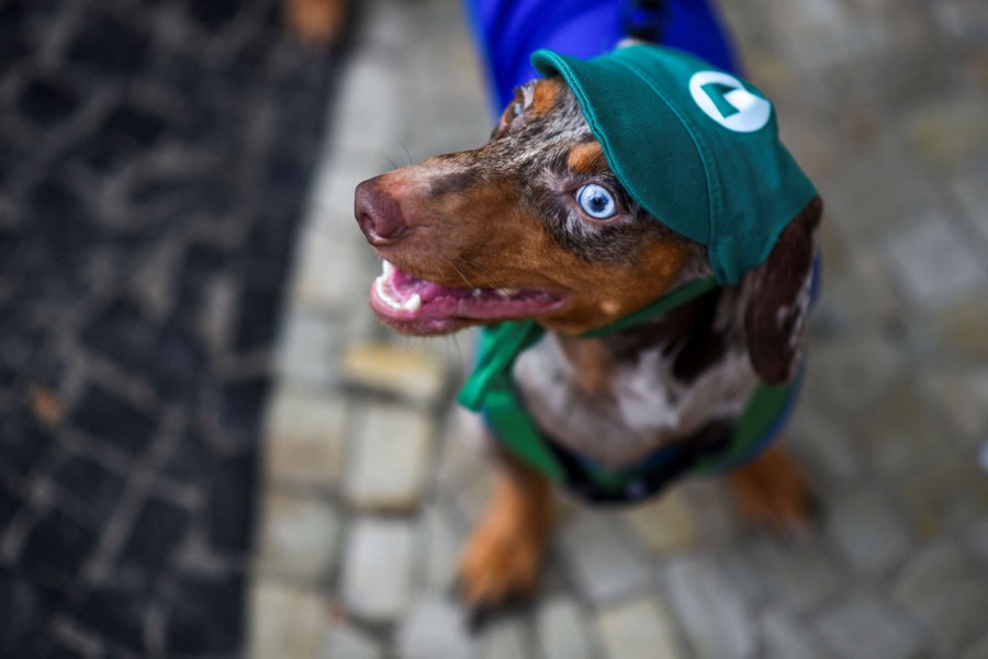 A dog wears a "Luigi" costume and cap.