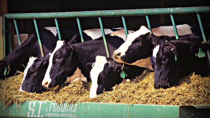 The Milk Industry Lost 420 Million From A Defective Cow Gene The Atlantic