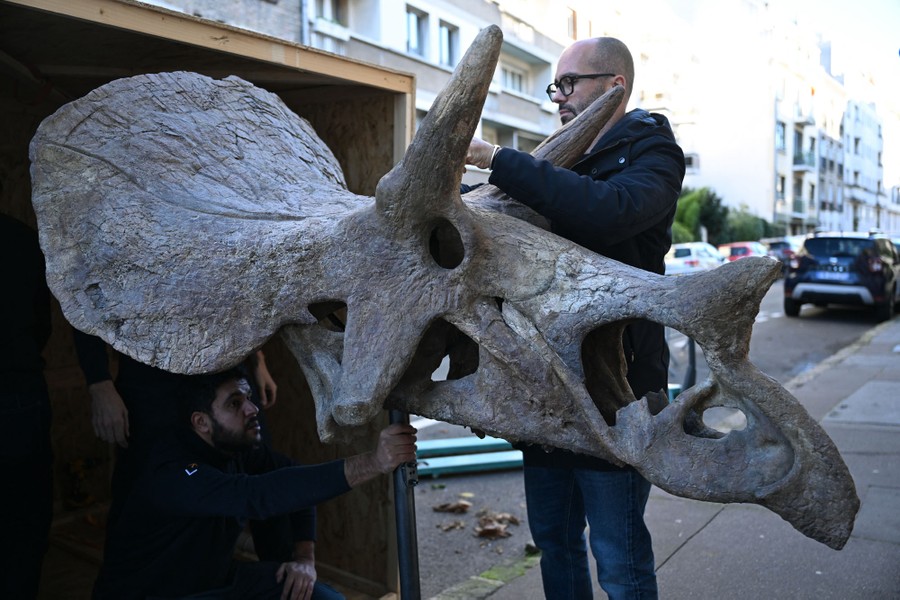 A person tends to the fossilized skull of a triceratops while on a sidewalk.