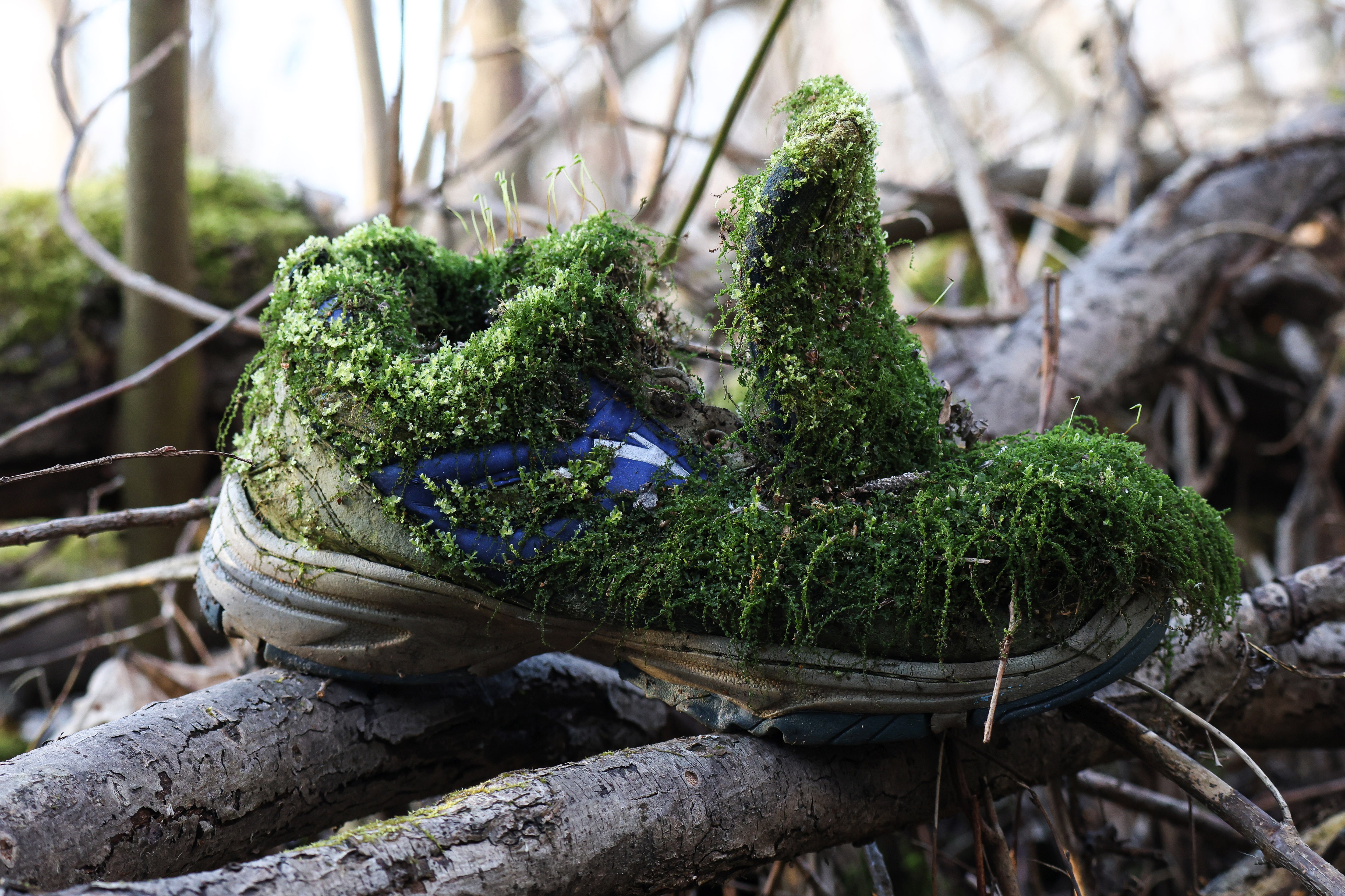 A discarded sneaker with thick layers of green moss is on a fallen tree branch in the garden.
