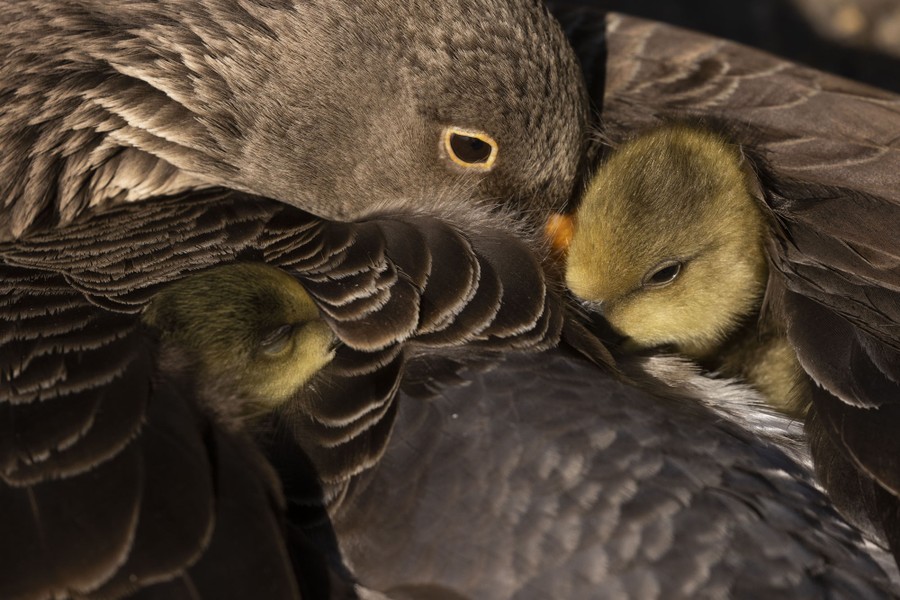 Two goslings rest under a parent's wings.