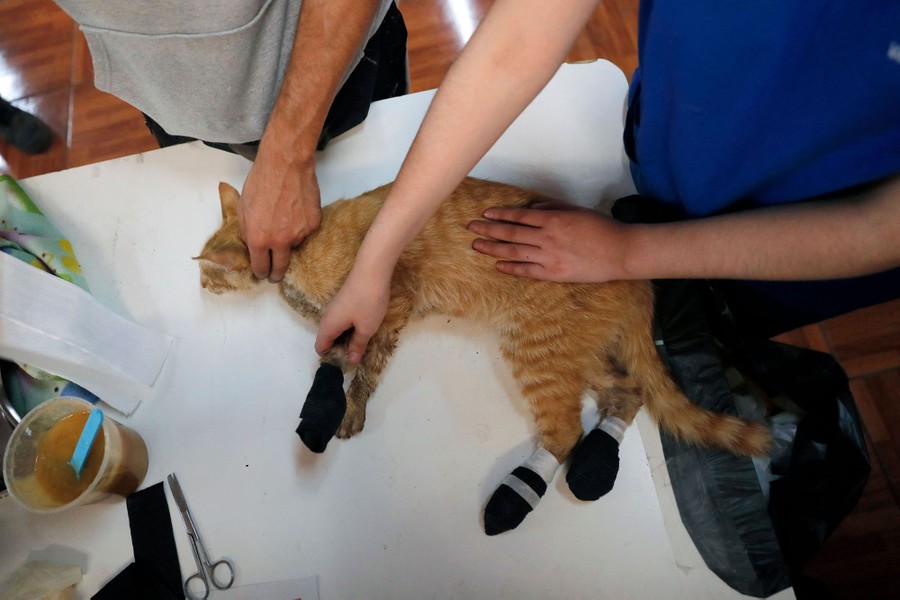 Veterinary staff members treat a cat with burn injuries to its paws.