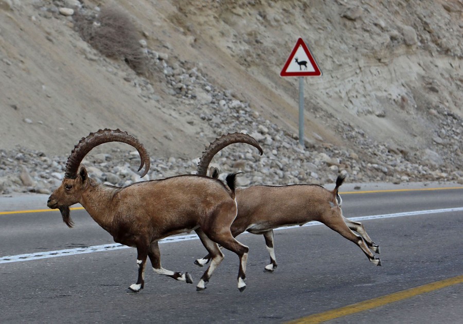 Two wild goats with long curved horns run across a road, near a wildlife-crossing caution sign.