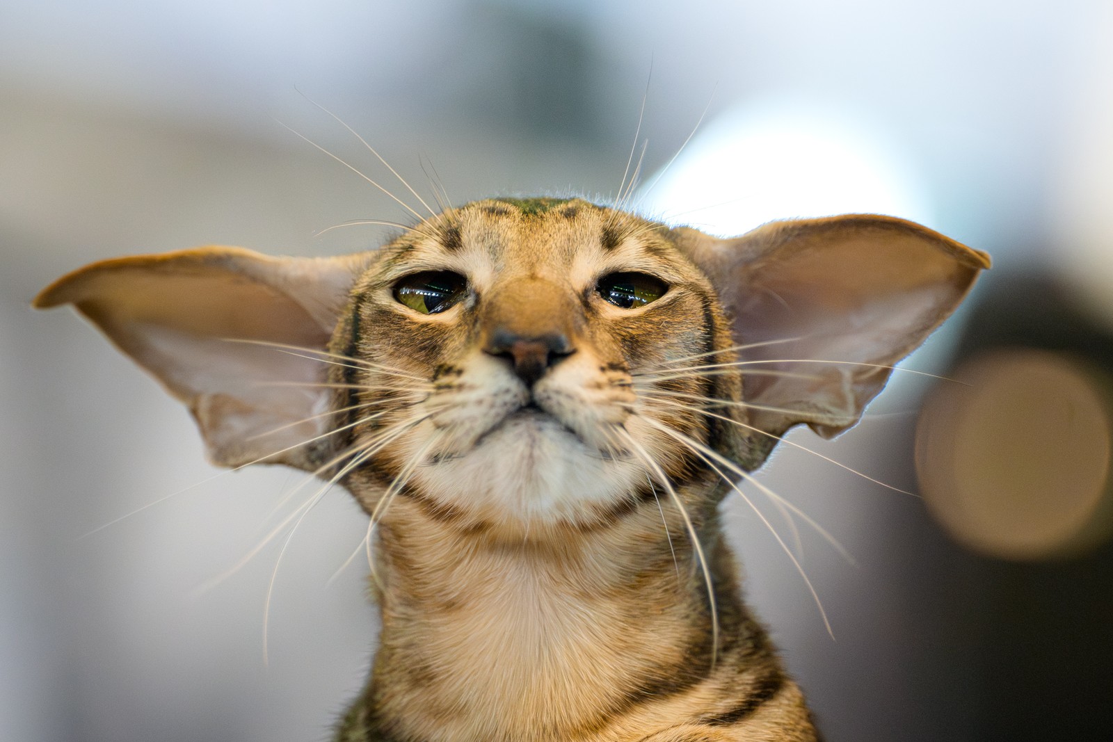 A close view of a cat with unusually large ears.
