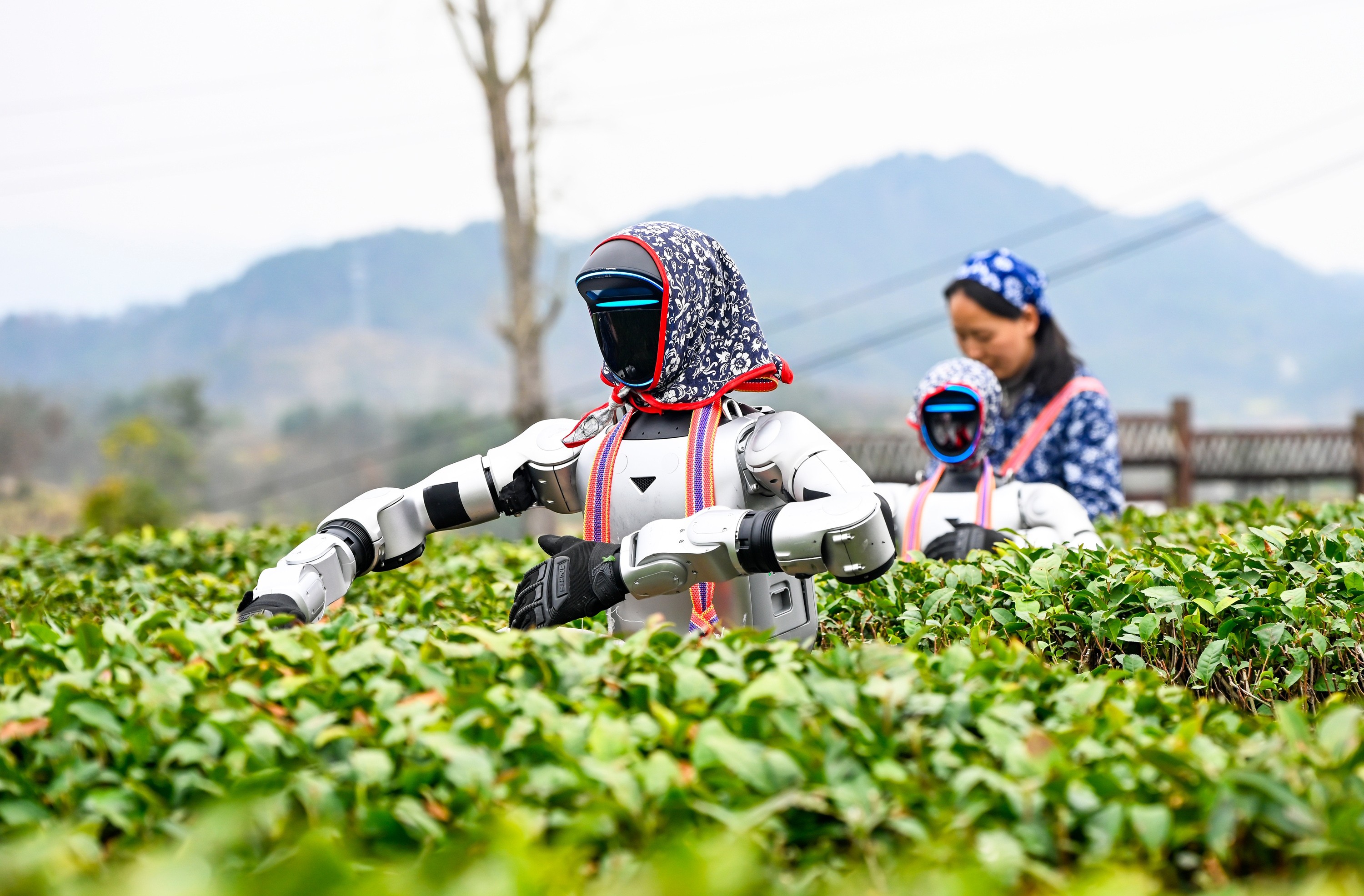 Two humanoid robots, wearing kerchiefs on their heads, operate among tea bushes beside workers.