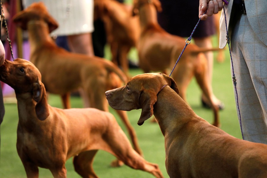The 2019 Westminster Dog Show Photos The Atlantic