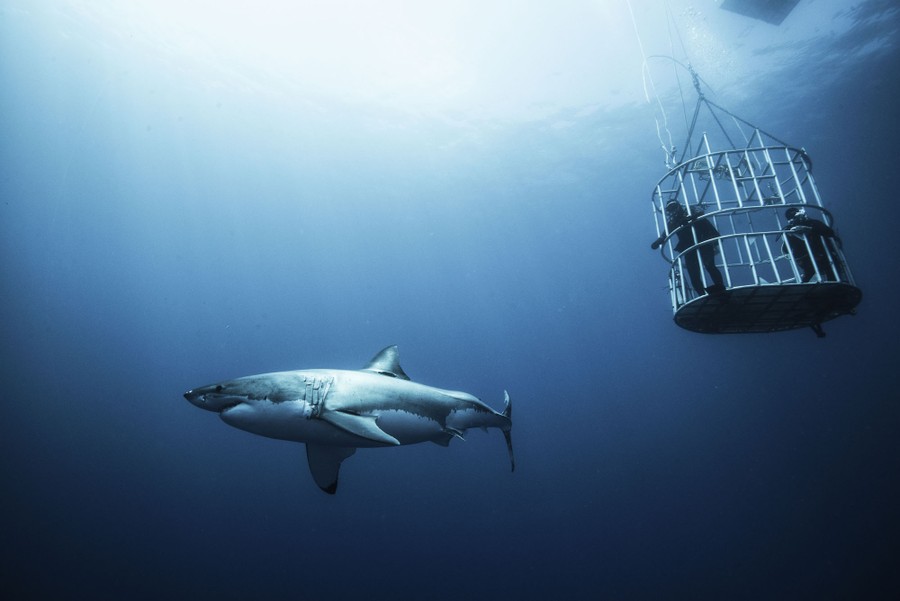 A great white shark swims near two divers suspended inside a cage.
