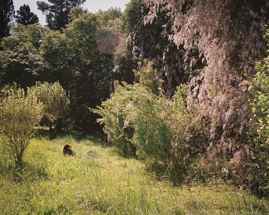 photo of sunlit field surrounded by trees, with enormous blooming wisteria vines on the right side and woman reclining in the grass, looking at them
