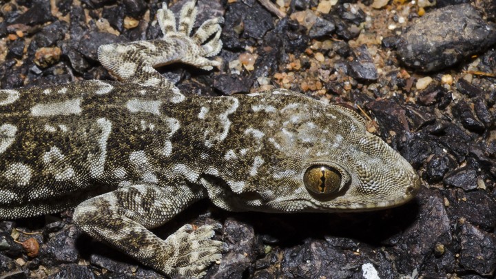 A Kanker rock gecko