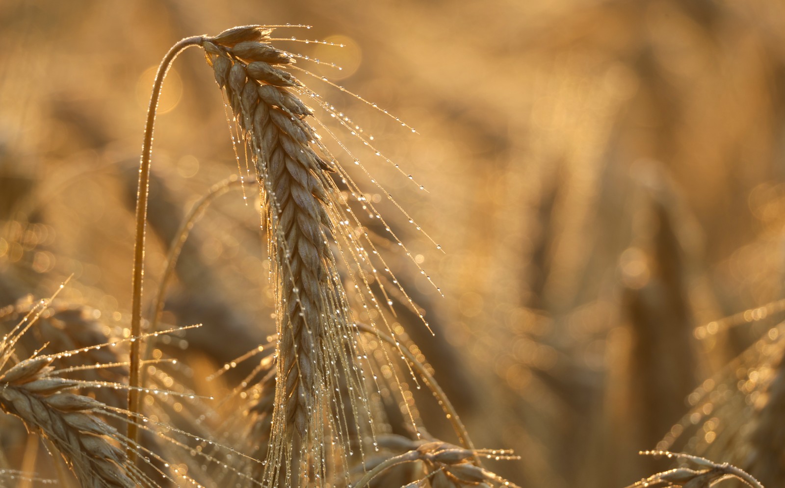 A close view of a stalk of barley with dew drops on it.