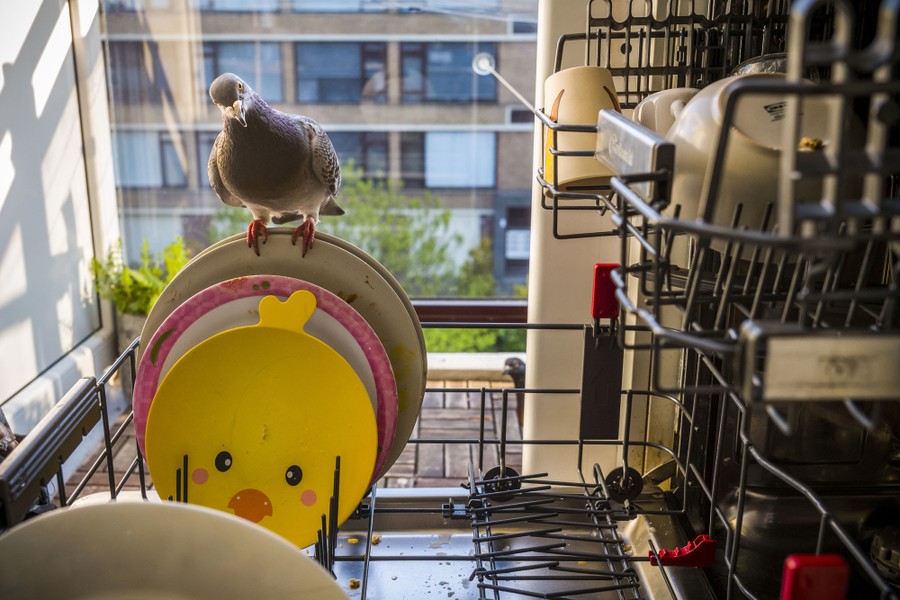 A pigeon perches on a plate in a dishwasher rack, inside an apartment.