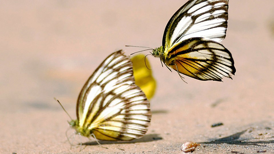 Two butterflies