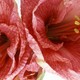 A close-up photo of two pink flowers with yellow stamens
