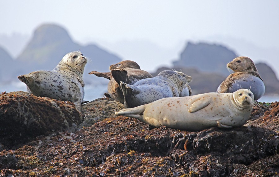 Five harbor seals relax on a rock in a harbor.