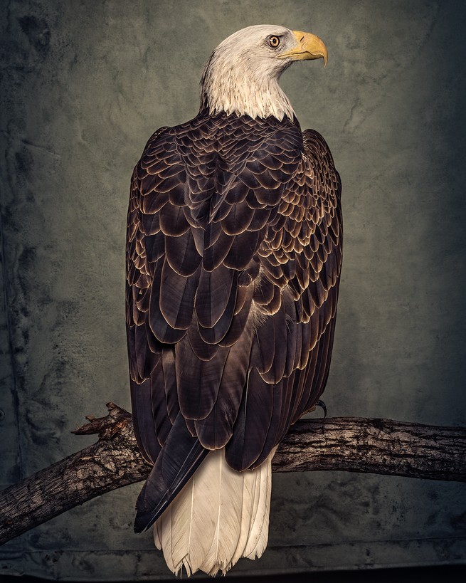 portrait of a bald eagle looking to the right and perched on a branch