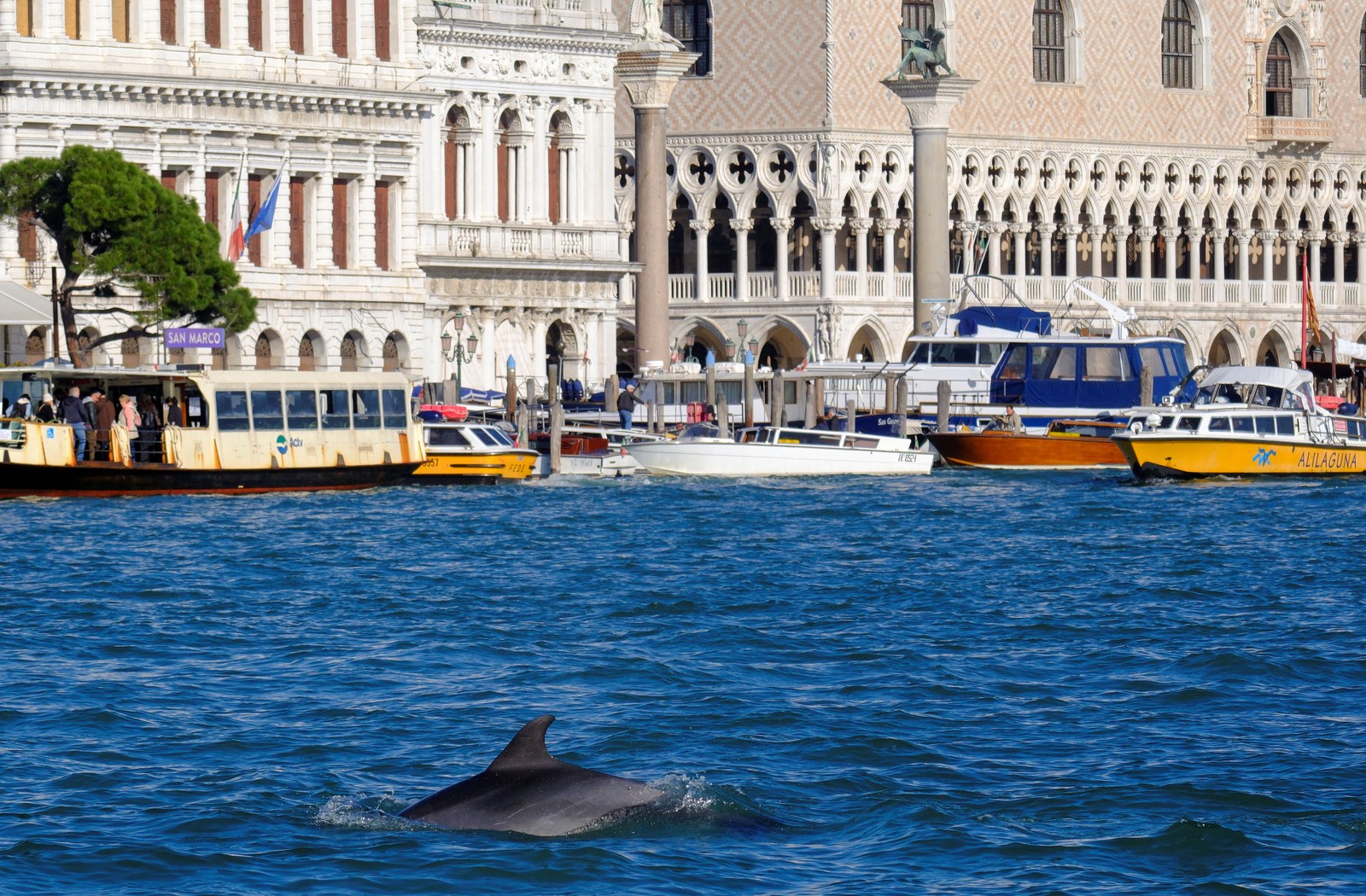 A dolphin swims in a wide canal in Venice, Italy.