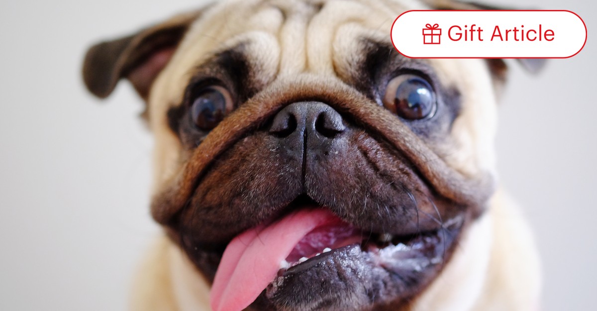 Dog 23andme outlet